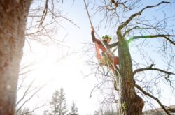 Tree Removal North Sydney