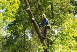 Tree Removal Bondi