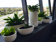 Affordable Plant Hire – Stylish Greenery for Homes, Offices & Events
