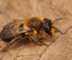Pest Control Dianella